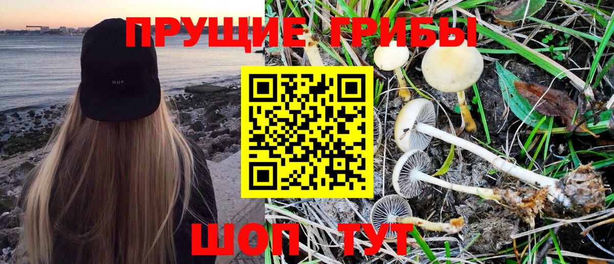 Галлюциногенные грибы Psilocybe  Вход с VPN  Строитель 